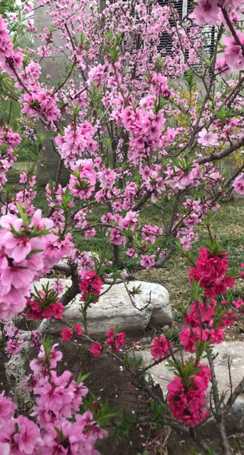 姑娘美在桃花源