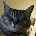 ！！！哼海报