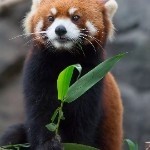 ~~今晚打老鼠~~海报