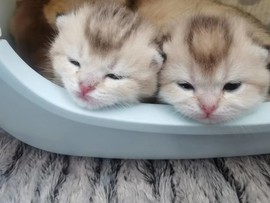吃货🐽猪猪^O^主播照片