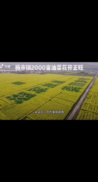 家乡的油菜花真漂亮