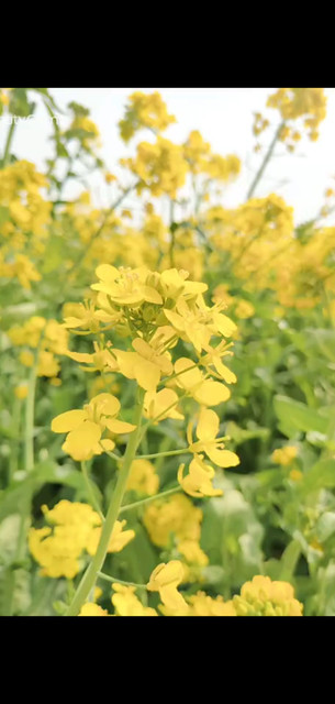 油菜花踏春了