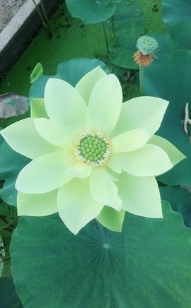 陆七萬主播照片