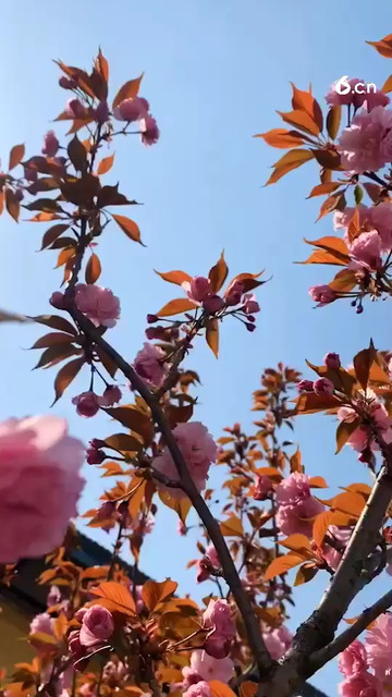 樱花��🌸