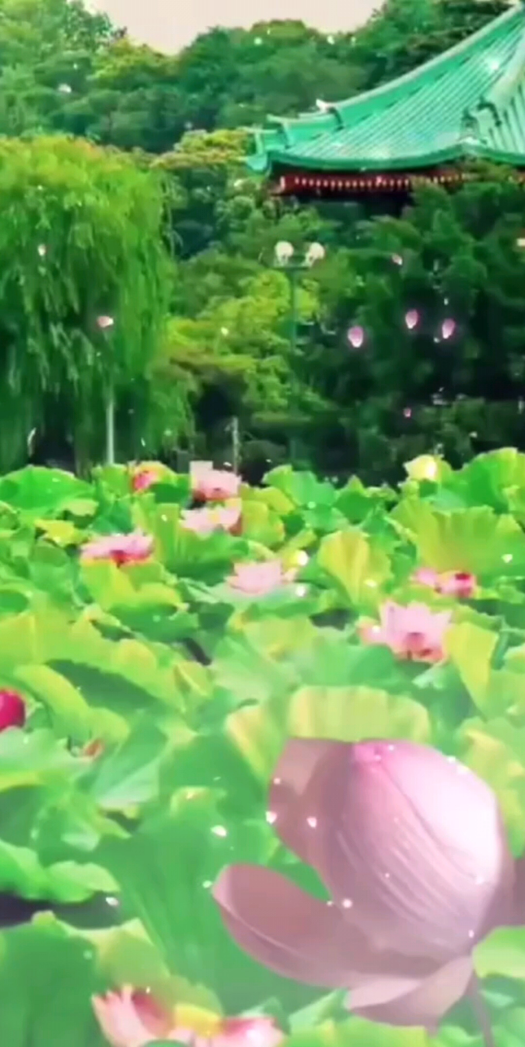 荷塘依诺