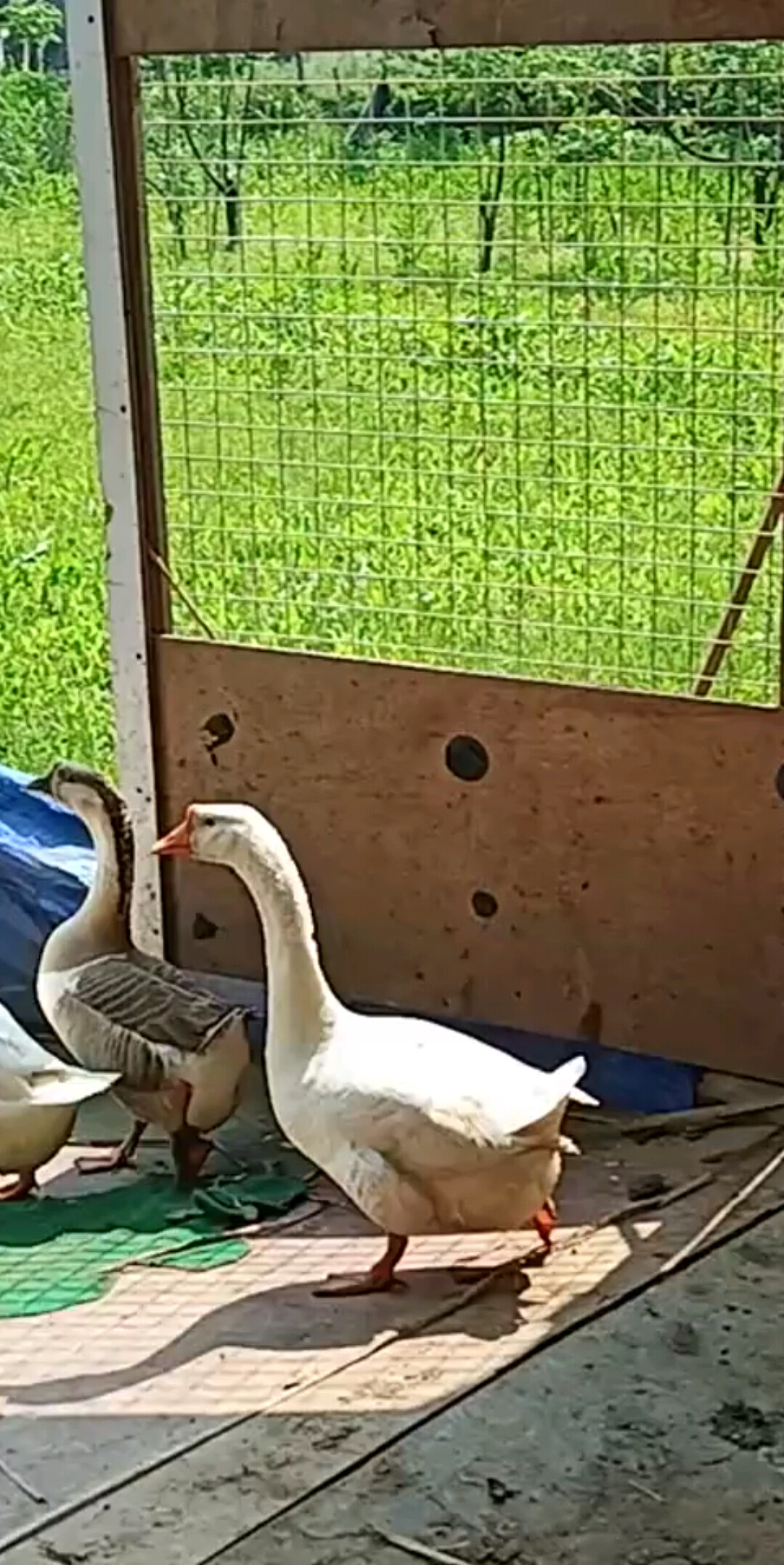 开心