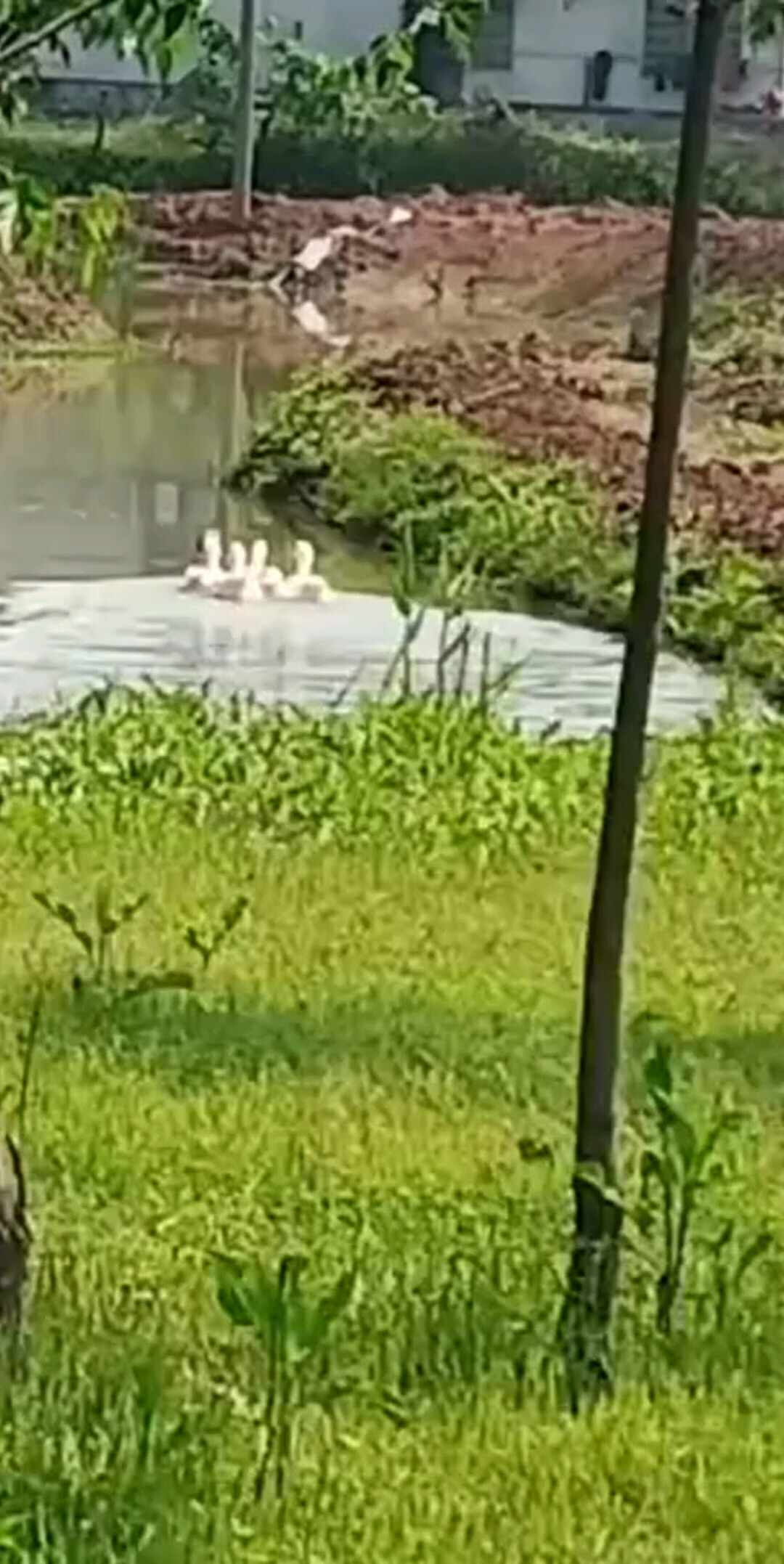 swim