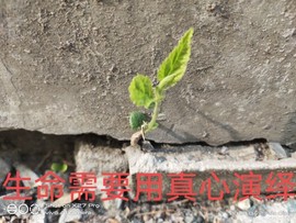 京城少爷🇨🇳敬礼主播照片