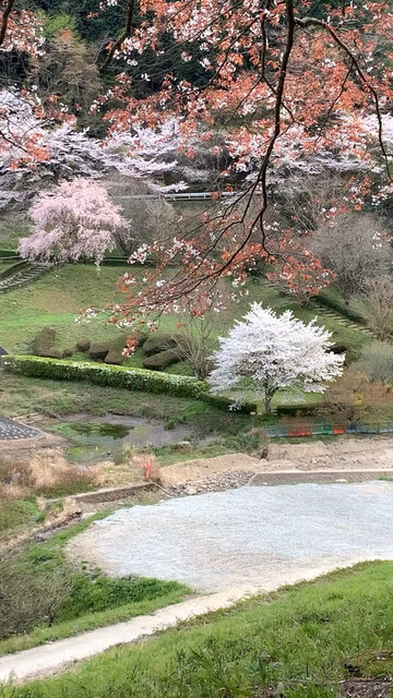 无意中拍的，没想到还挺美😊