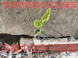 京城少爷🇨🇳敬礼主播照片