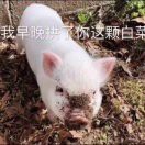 邋遢中的邋遢