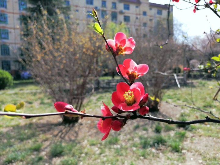 隨風的沙的图片