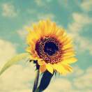 sunnyos5