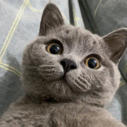 猪猪猪吖