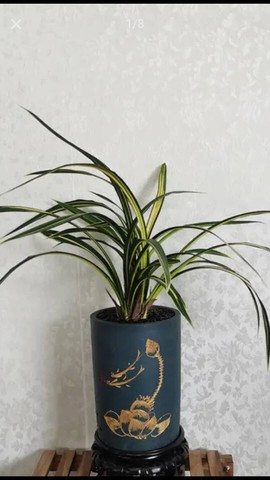 帝小爷，主播照片