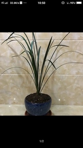 帝小爷，主播照片