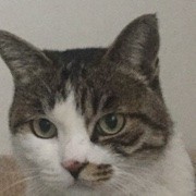 开皮豆