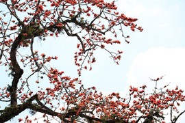真言叔叔相约在怒江主播照片
