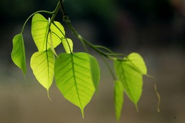 真言叔叔相约在怒江主播照片