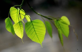 真言叔叔相约在怒江主播照片