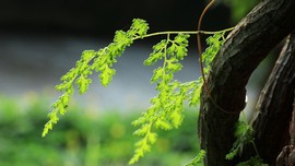 真言叔叔相约在怒江主播照片