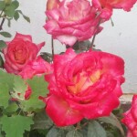 菲菲费菲