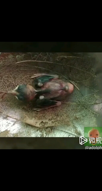 🐦吃完就拉💩