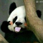 love宝宝*主播照片