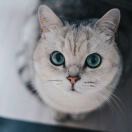 丸子团子元子