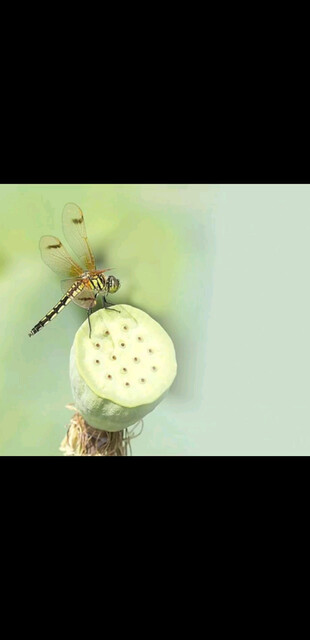 拒绝听伤心的情歌-卓锋固达