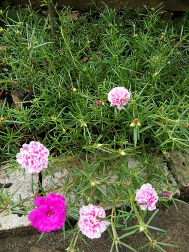 花开天使与双修魔鬼的主播照片