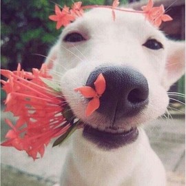 呵呵他哥主播照片