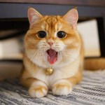猫爱吃🐟海报