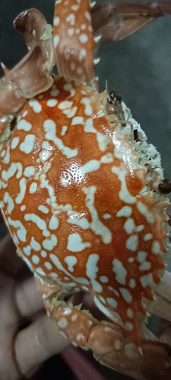 虎宝暂退🐯主播照片