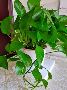 素雅依依暂休主播照片