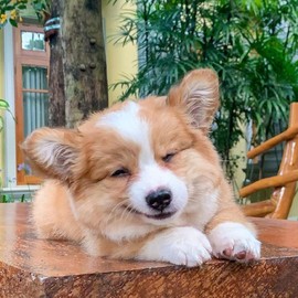 亲亲小虾主播照片