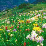 初見??的主播照片