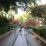 远去的山楂树的头像
