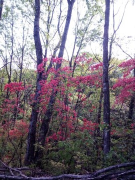 农村大山里看美景🌿主播照片