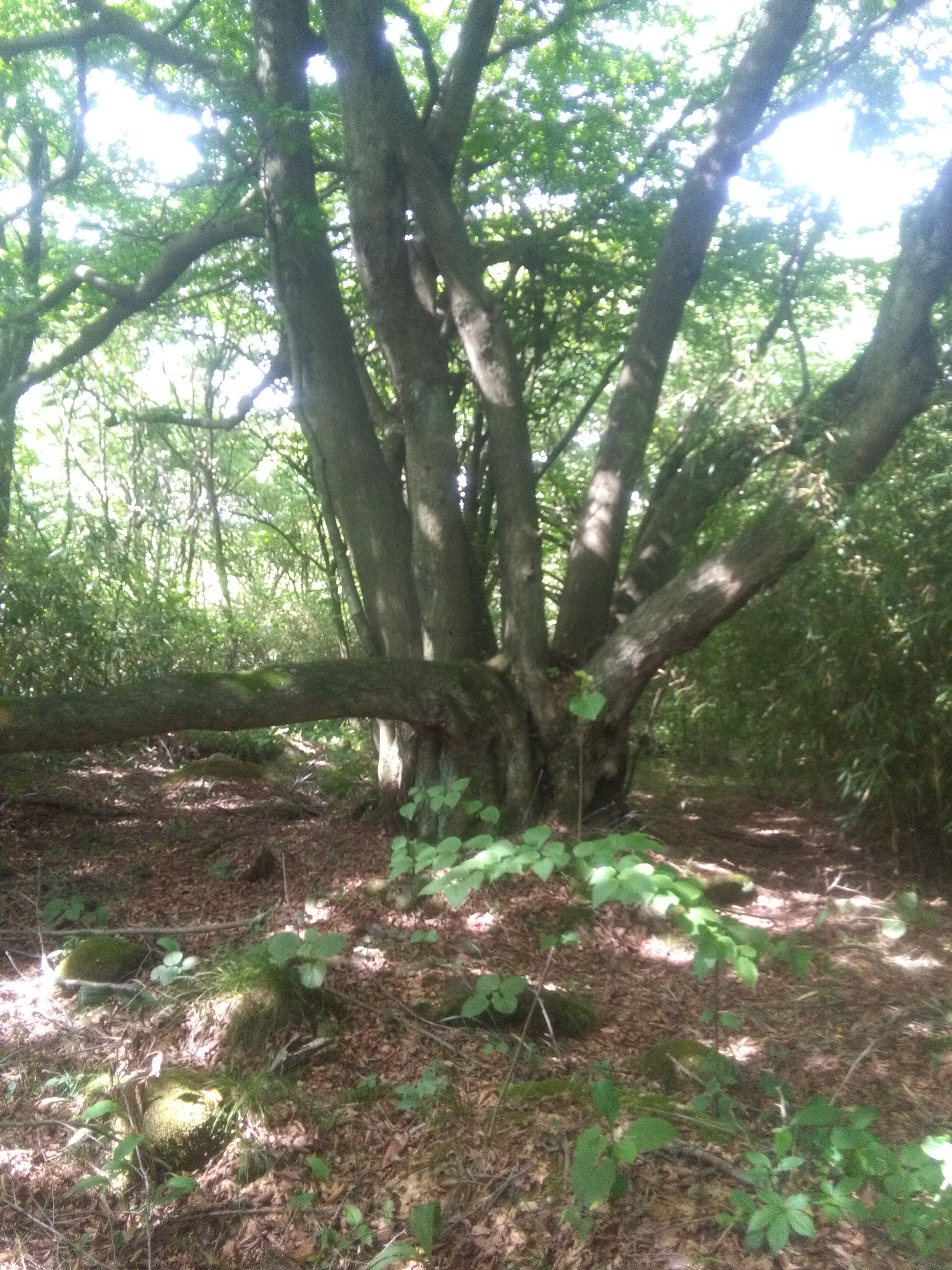 农村大山里看美景🌿的主播照片