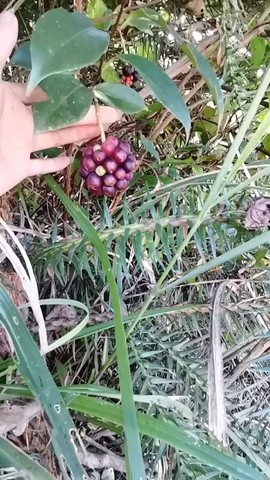 MobE47628v主播照片