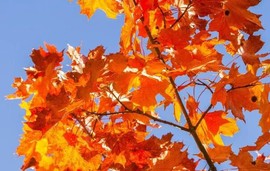 拾月★October主播照片