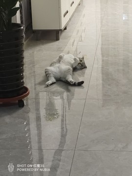 啥也不是的鹿由器主播照片