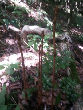 农村大山里看美景🌿主播照片