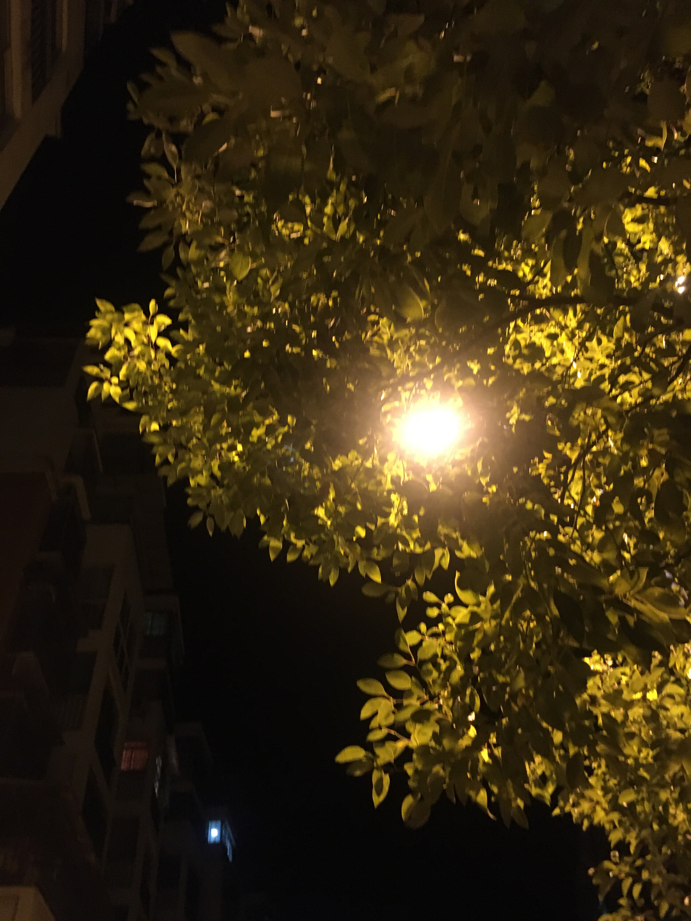 ︶ㄣ飛💫揚ゞ的图片