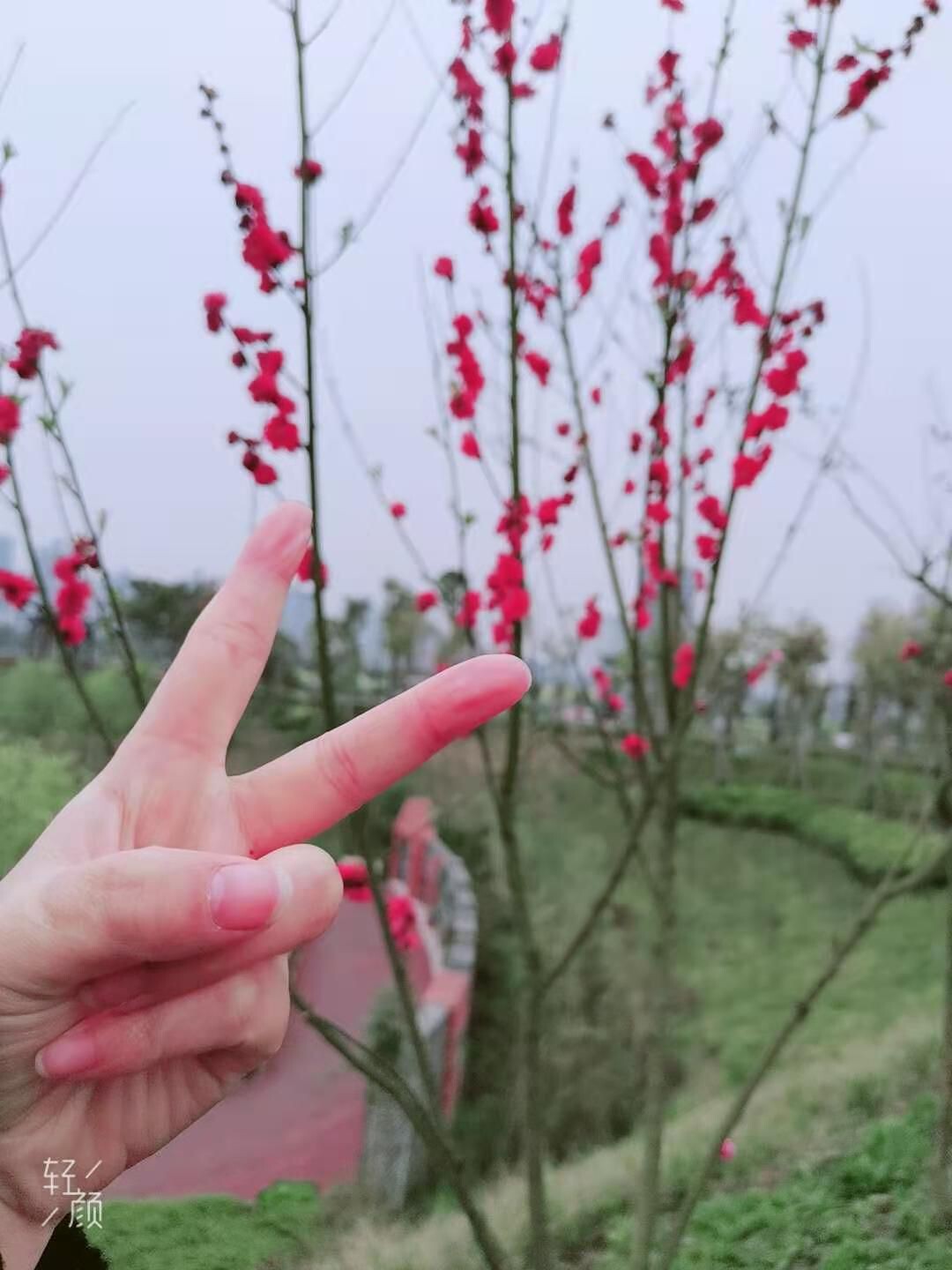 安琪同学的图片