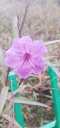 ♬默默✨小蛮宝☞🌜主播照片