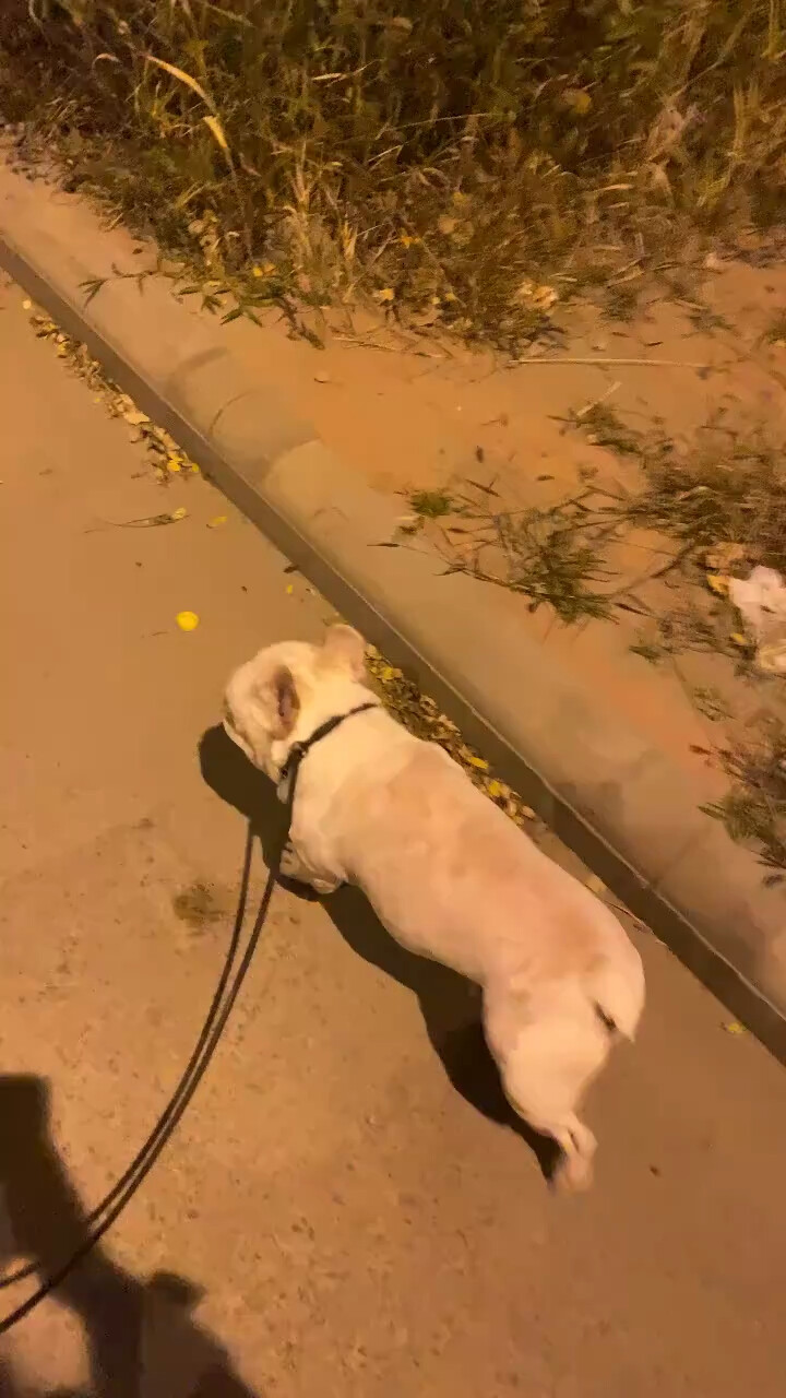 我骑自行车我pa哦不