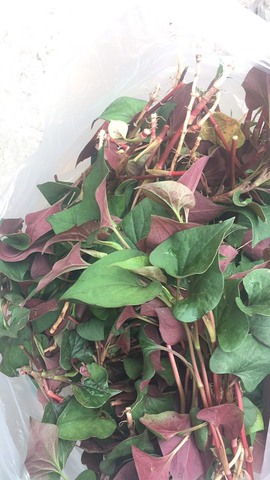 凑美没人爱主播照片
