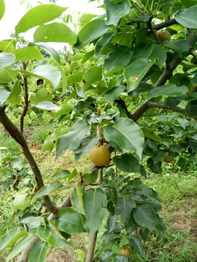 蘭麟儿的主播照片